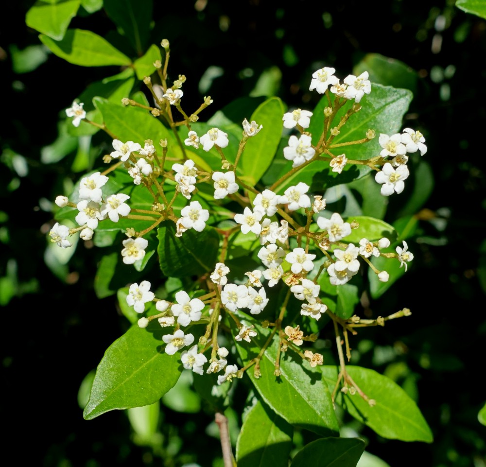 walters_viburnum2